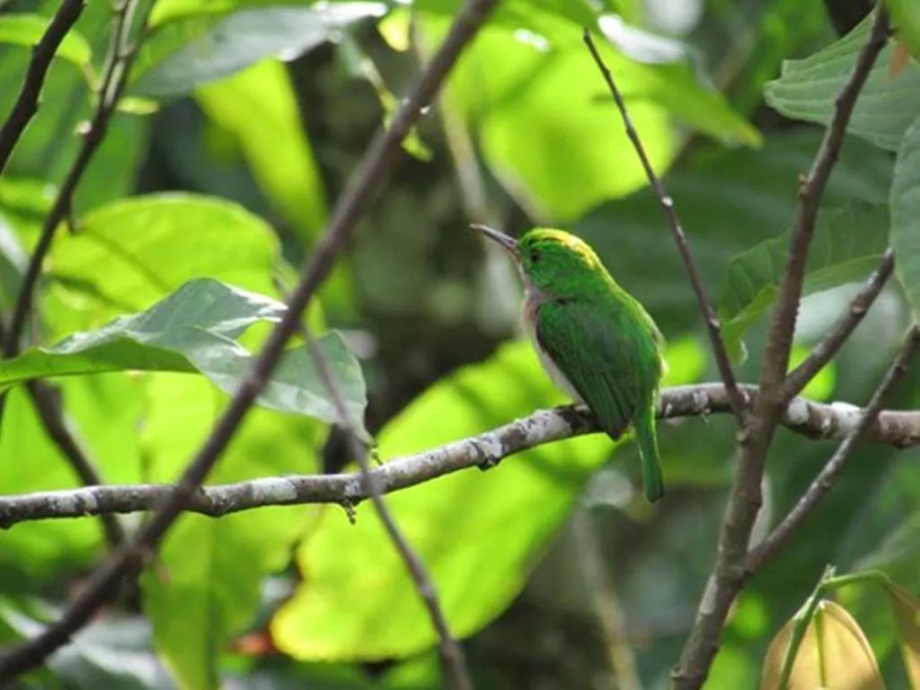Dominican Tree House Village Samana