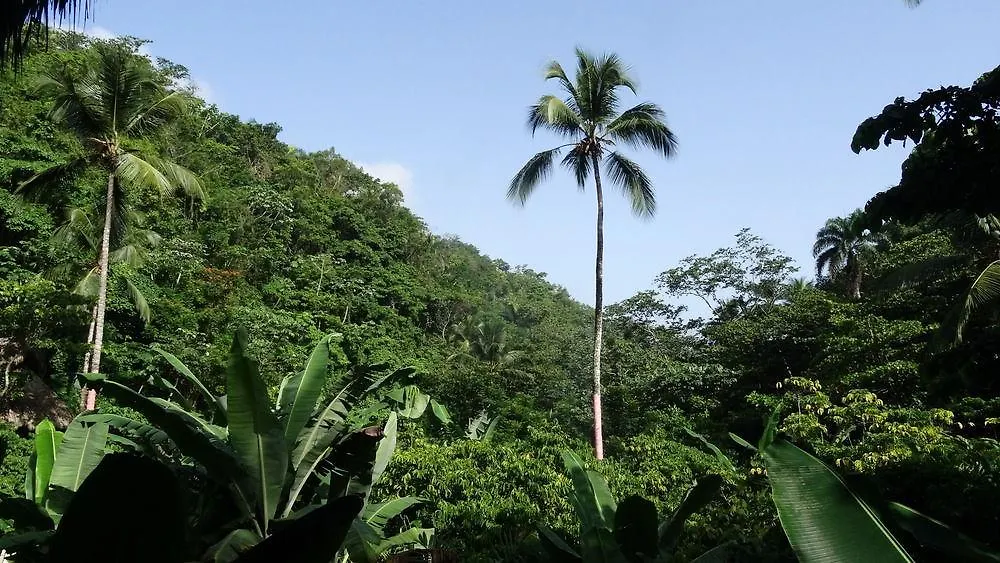 Dominican Tree House Village Samana Orman Evi